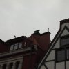 gdansk 5